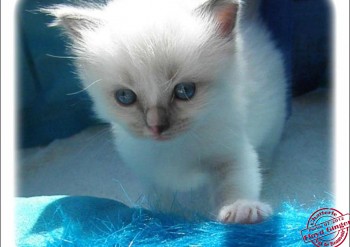 Mâle bleu-mitted - Chatterie Ragdolls du Val de Beauvoir